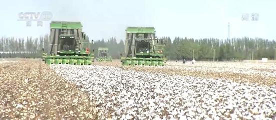 【丰收中国】新疆石河子:370万亩棉花迎来采摘期
